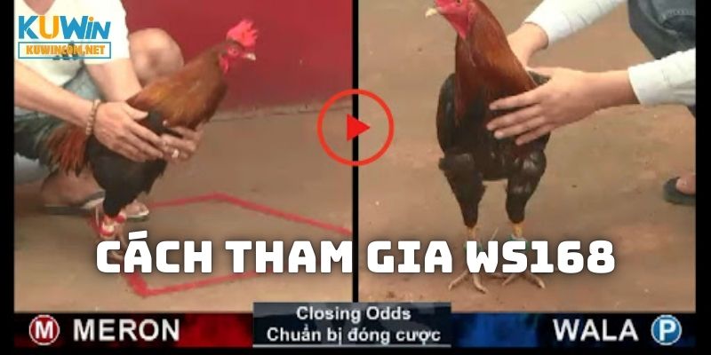 Cách cá độ các kèo đá gà trên nền tảng WS168